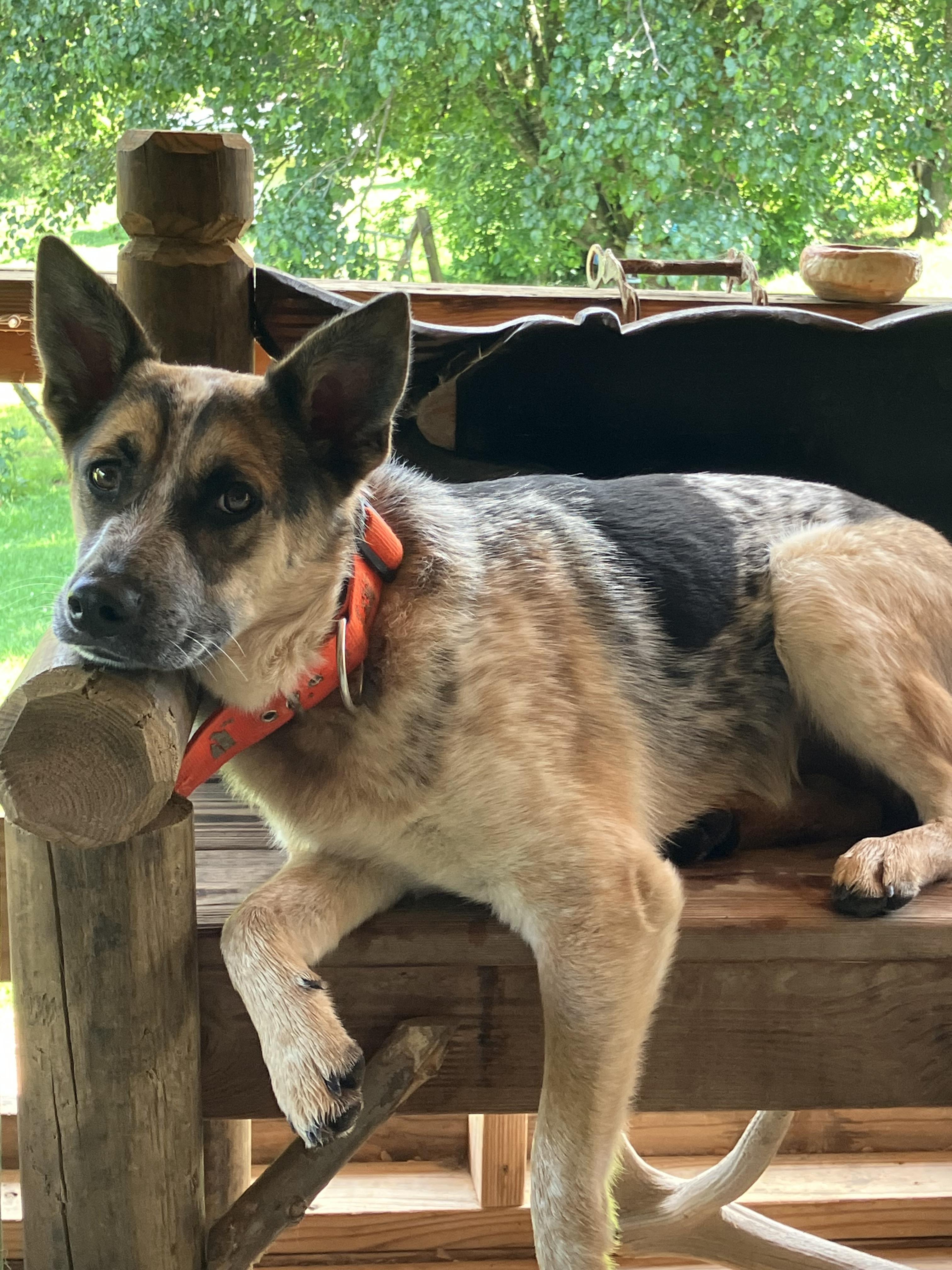 Enlarge Cowboy, an adopted Cattle Dog in Greeneville, TN image 4/5