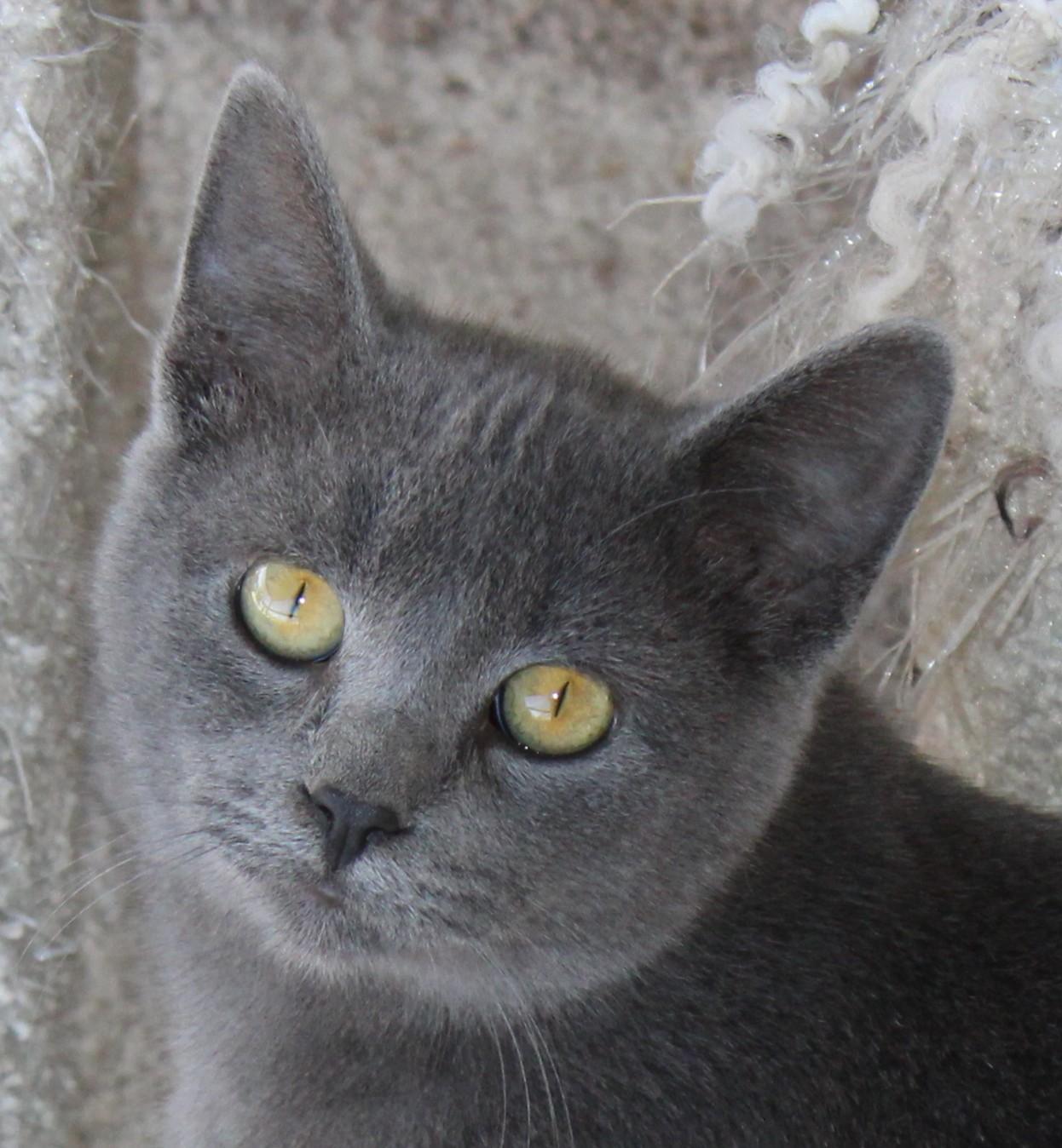 Caviar, Adoptable, Young Male Domestic Short Hair.