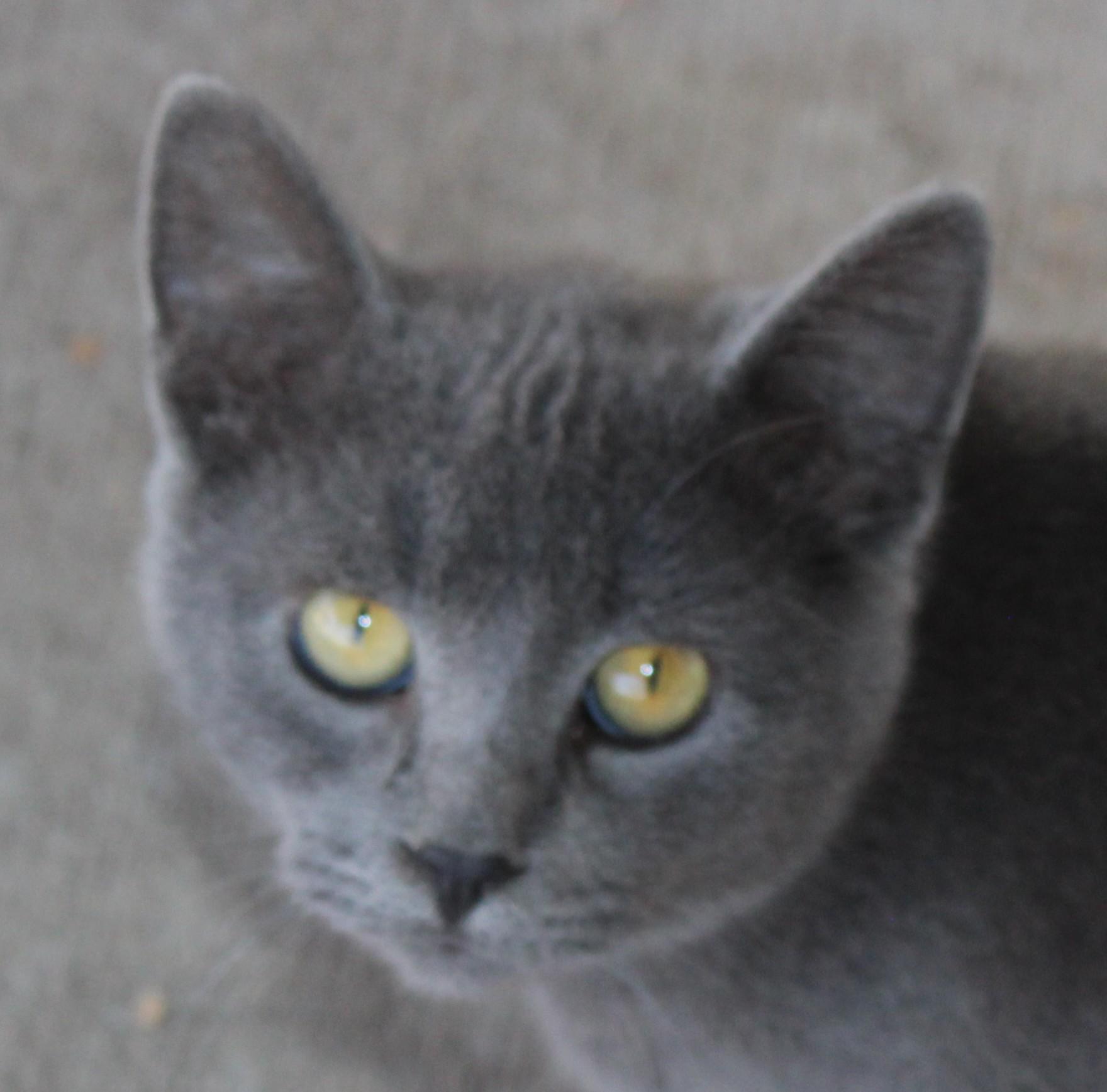 Enlarge Caviar, a Adoptable Domestic Short Hair in Huron, SD image 2/5