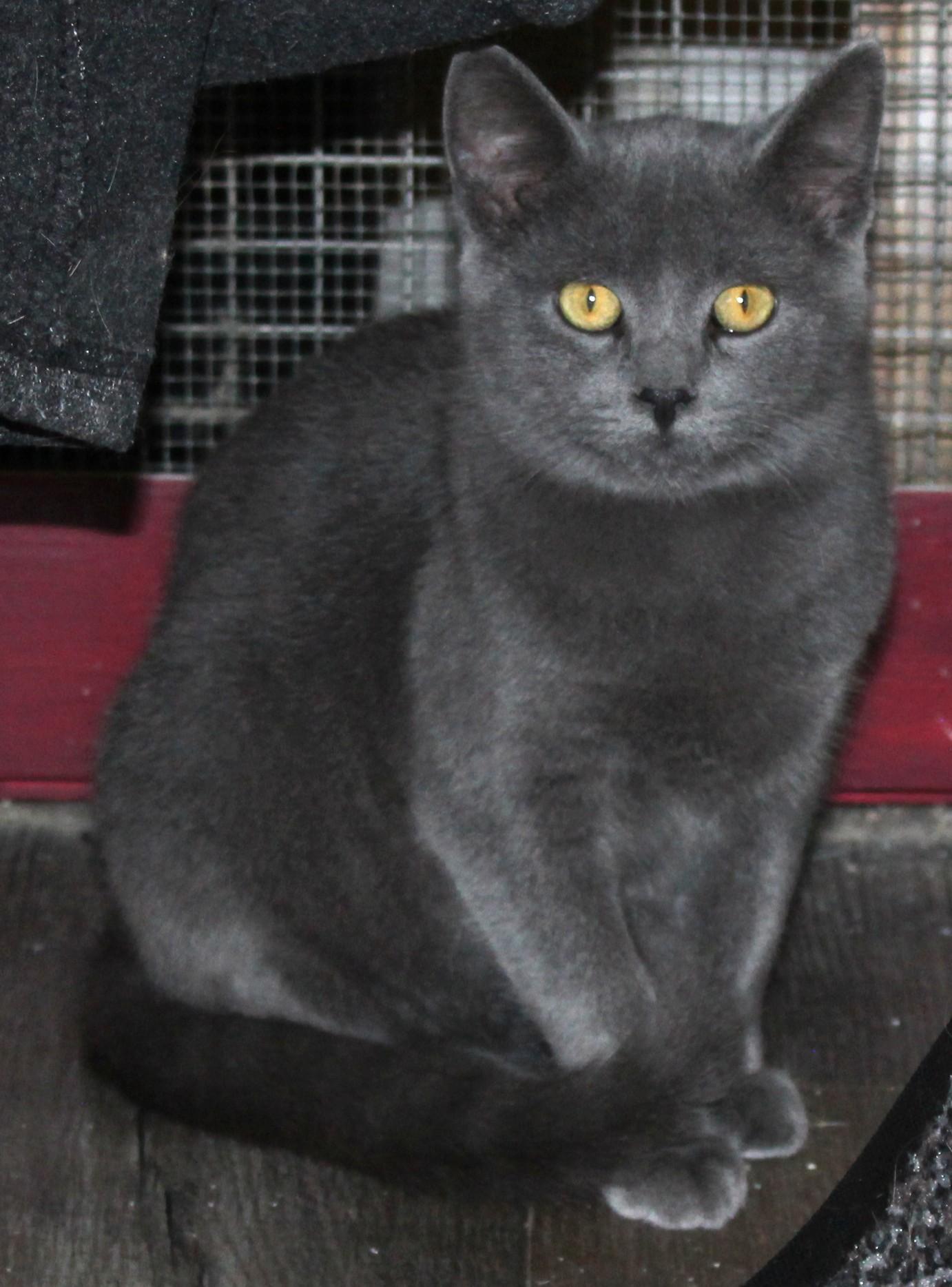 Enlarge Caviar, a Adoptable Domestic Short Hair in Huron, SD image 3/5
