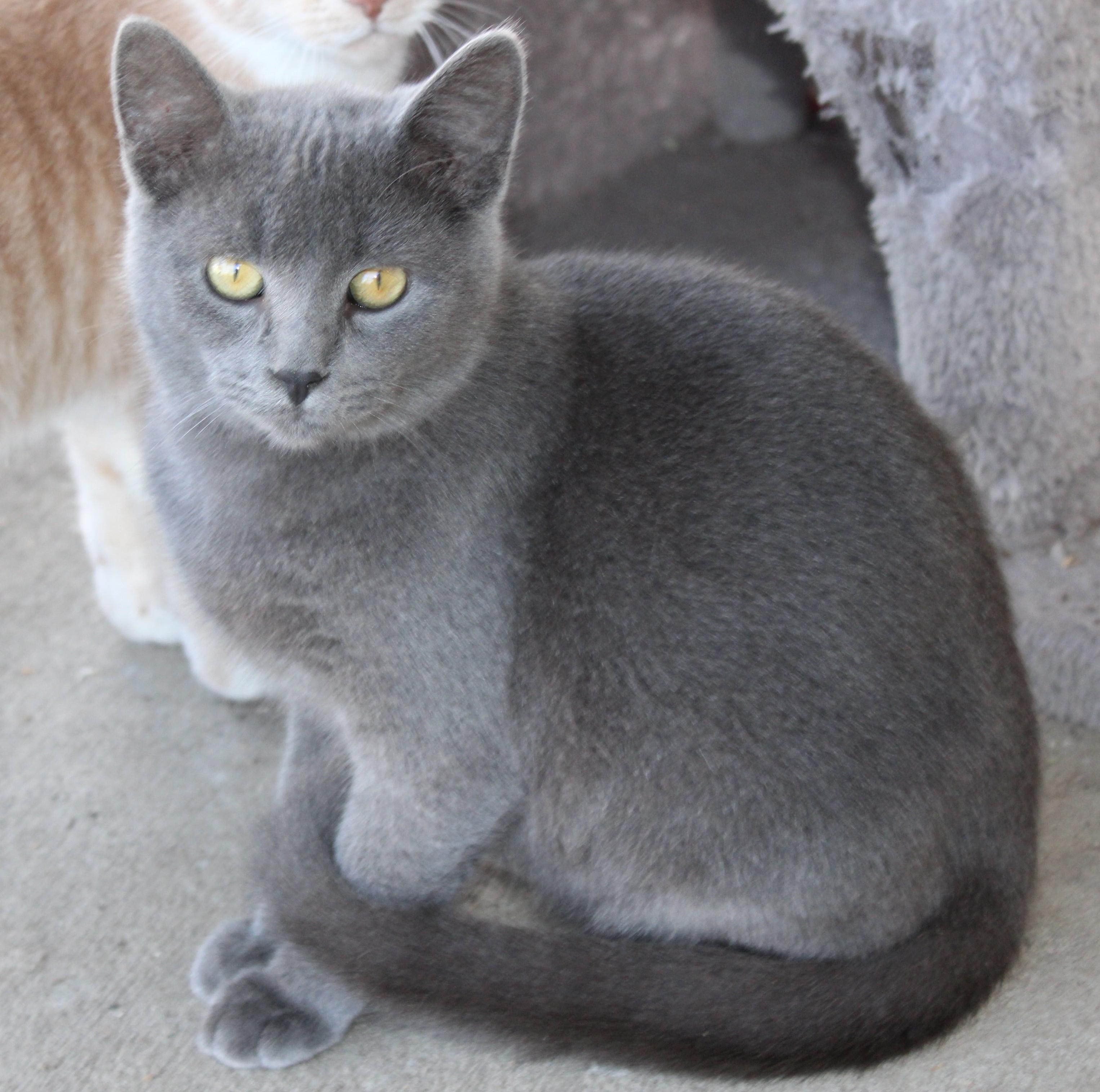 Enlarge Caviar, a Adoptable Domestic Short Hair in Huron, SD image 4/5