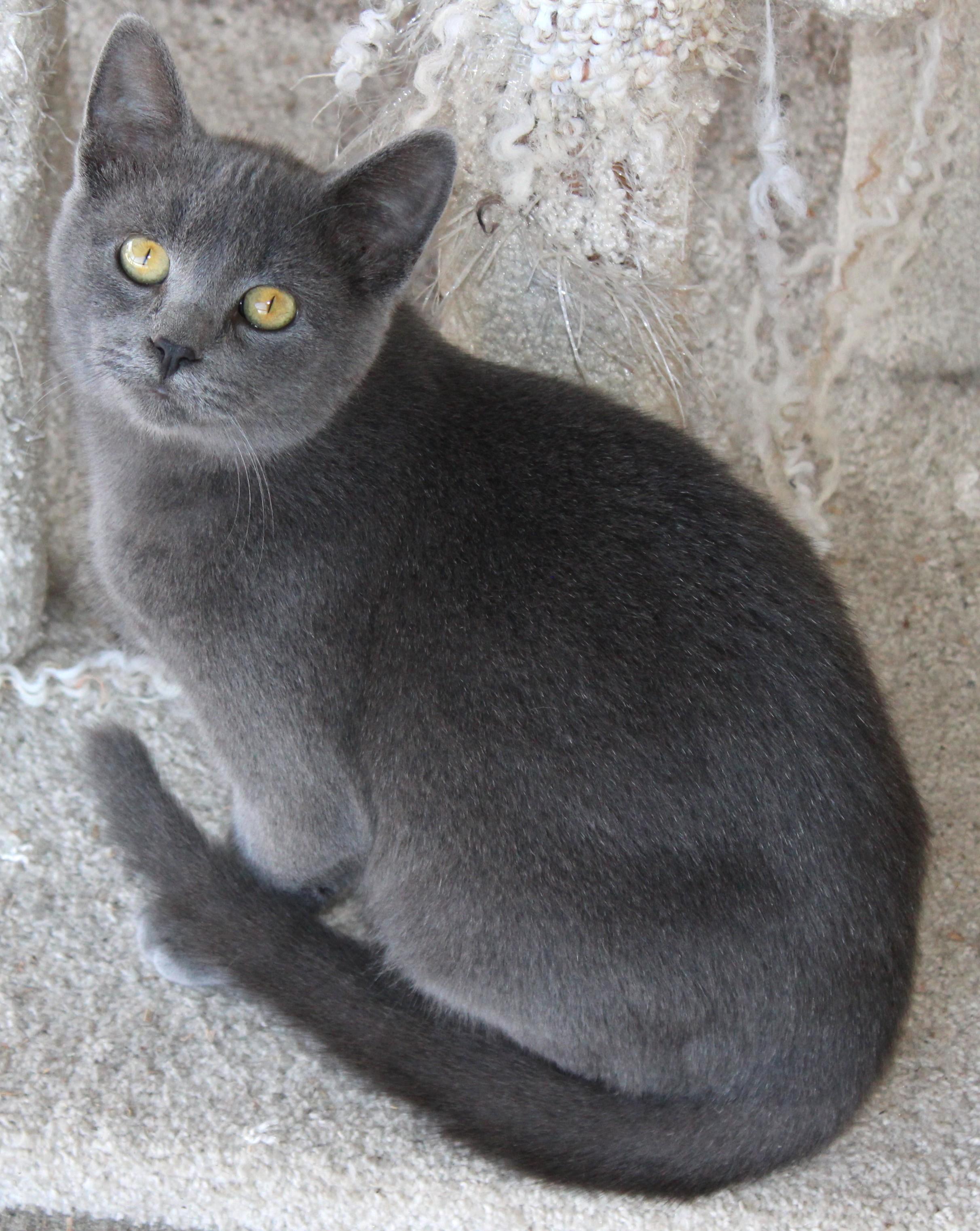Enlarge Caviar, a Adoptable Domestic Short Hair in Huron, SD image 5/5