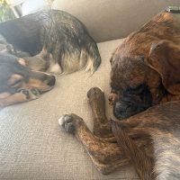 Enlarge Batman, a ADOPTABLE Boxer in Davis, CA image 5/5