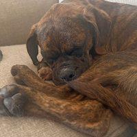 Enlarge Batman, a ADOPTABLE Boxer in Davis, CA image 4/5