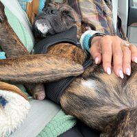 Enlarge Batman, a ADOPTABLE Boxer in Davis, CA image 3/5