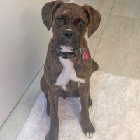 Enlarge Batman, a ADOPTABLE Boxer in Davis, CA image 1/5