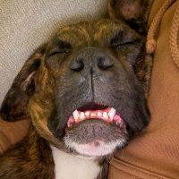 Enlarge Batman, a ADOPTABLE Boxer in Davis, CA image 2/5