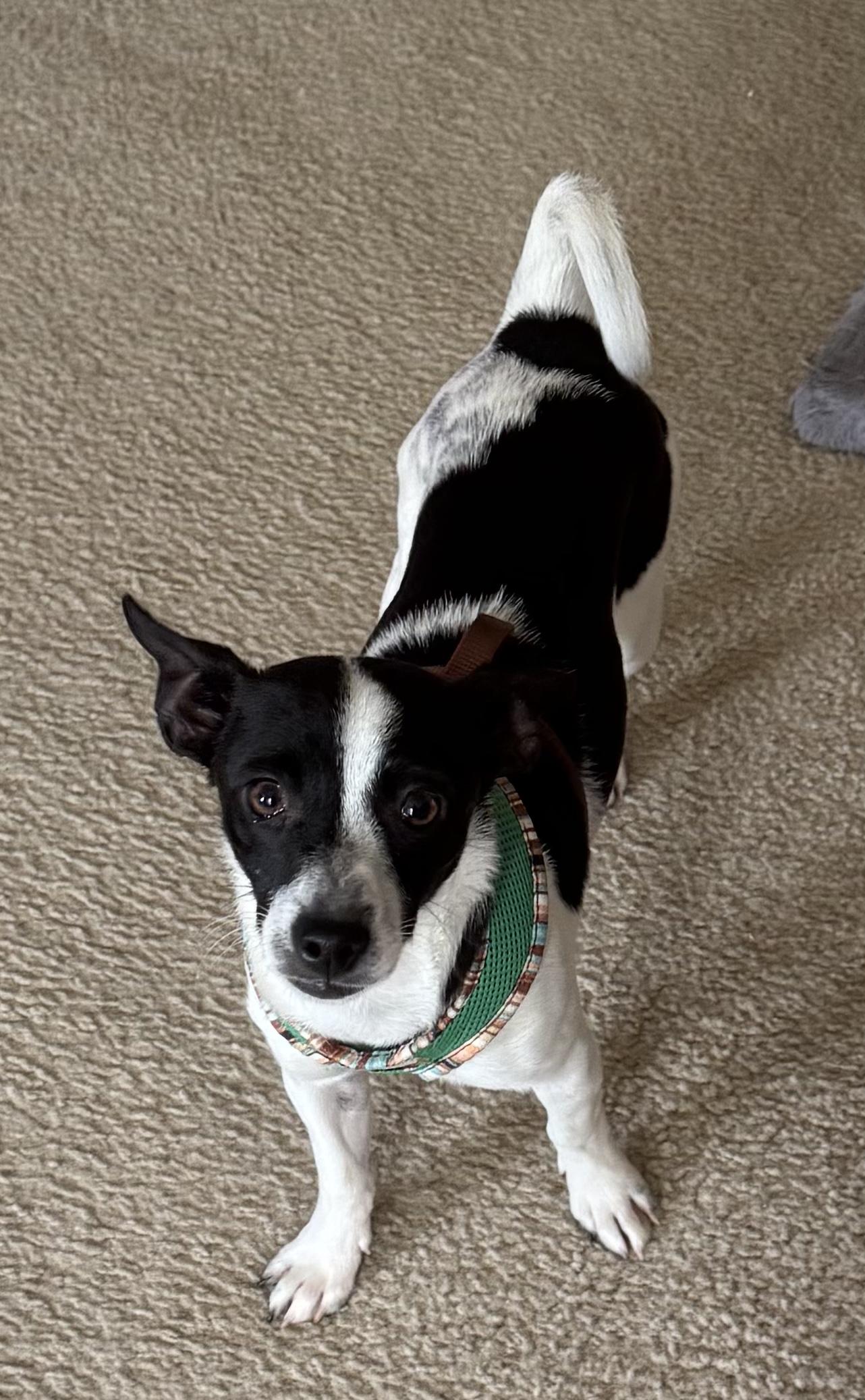 Gracie, ADOPTABLE, Puppy Female Rat Terrier.