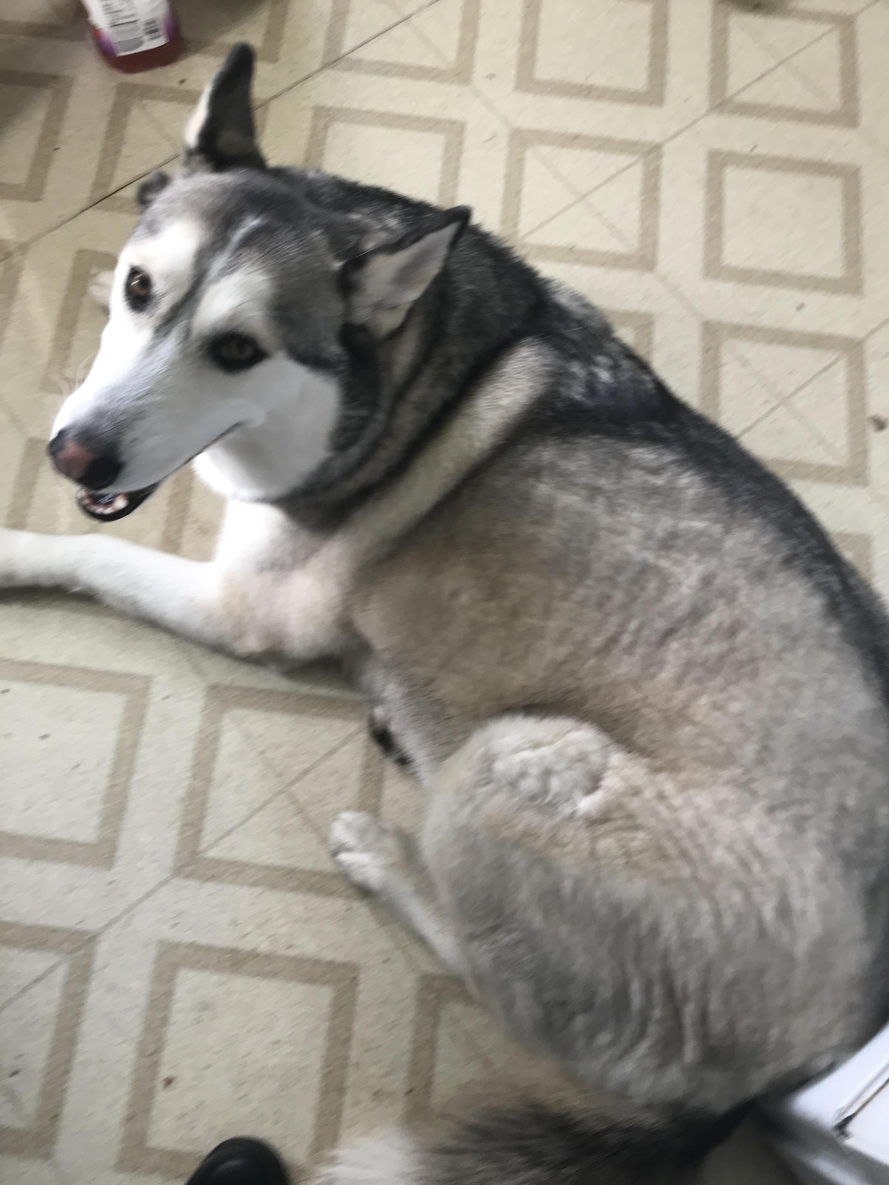 Tusky — thumbnail 2