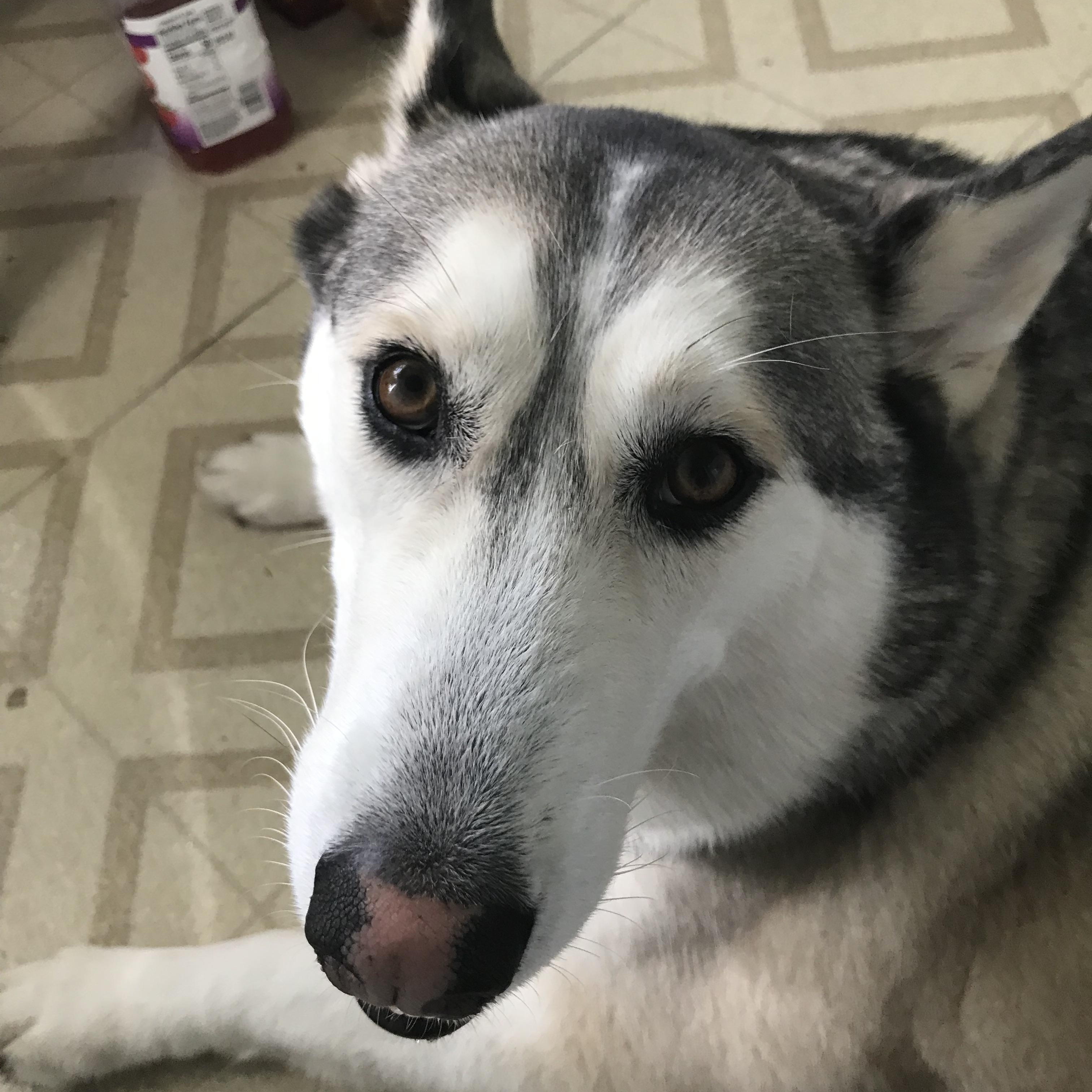 Tusky — thumbnail 4