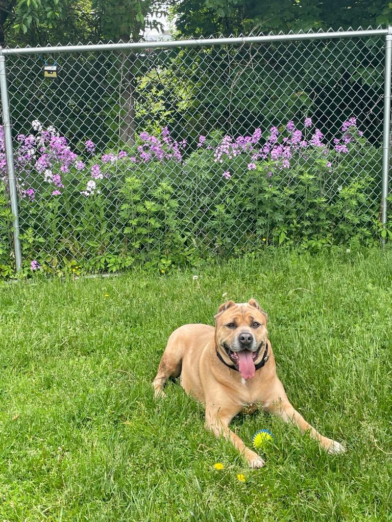 Enlarge Mama (FKA Hannah 2.0), a Adoptable Cane Corso in Meriden, CT image 1/6