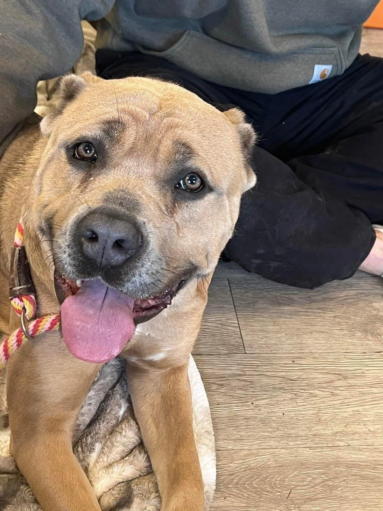Enlarge Mama (FKA Hannah 2.0), a Adoptable Cane Corso in Meriden, CT image 5/6