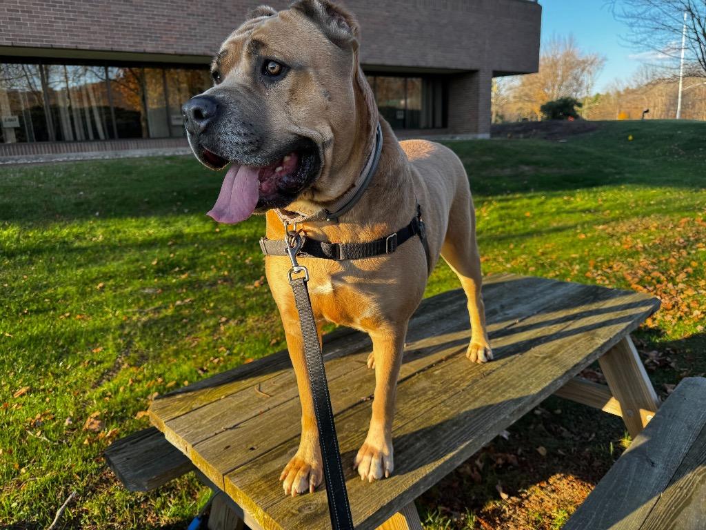 Mama (FKA Hannah 2.0), Adoptable, Adult Female Cane Corso.