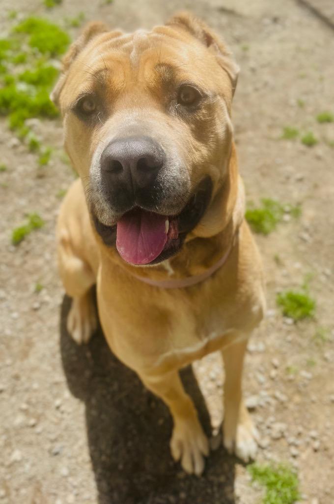 Enlarge Mama (FKA Hannah 2.0), a Adoptable Cane Corso in Meriden, CT image 4/6