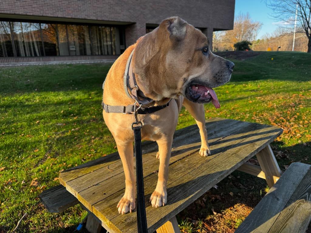 Enlarge Mama (FKA Hannah 2.0), a Adoptable Cane Corso in Meriden, CT image 2/6