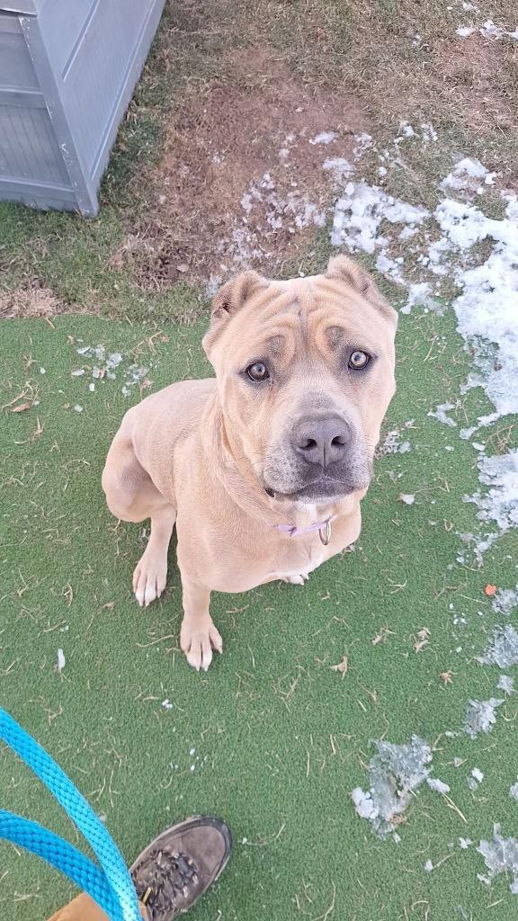 Enlarge Mama (FKA Hannah 2.0), a Adoptable Cane Corso in Meriden, CT image 6/6