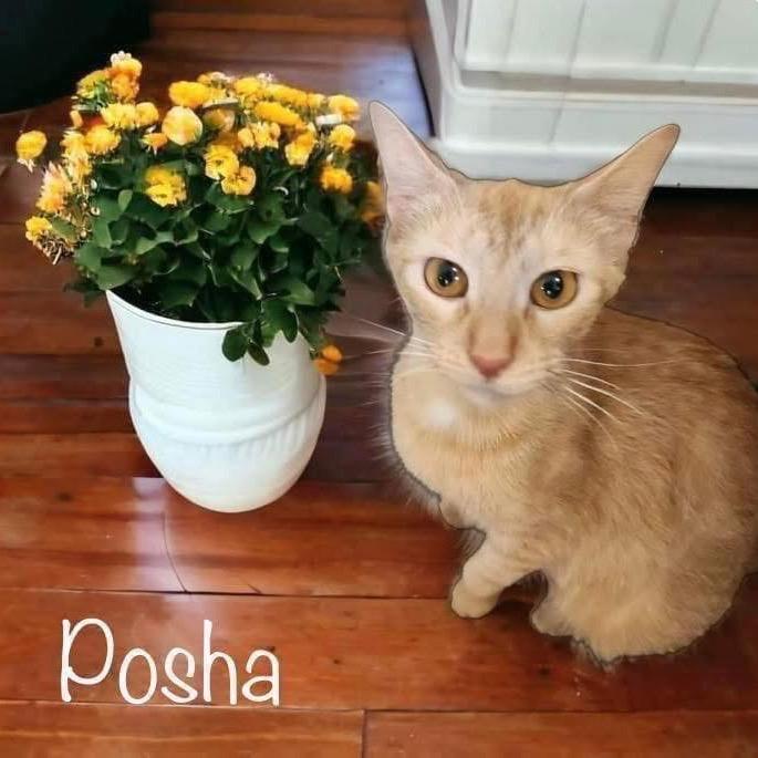 Posha, Adoptable, Adult Female Domestic Short Hair.