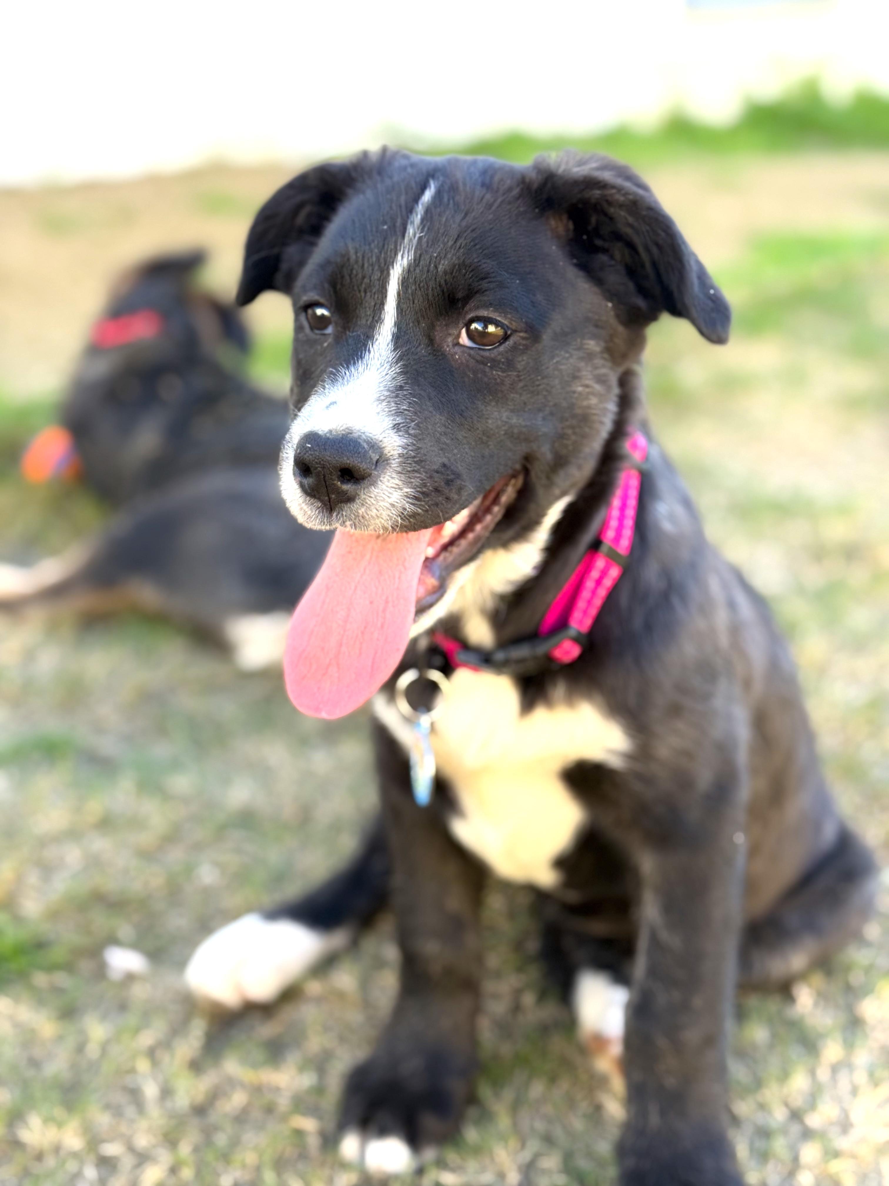Enlarge KitKat, a ADOPTABLE mixed breed in Sun Valley, CA image 3/4