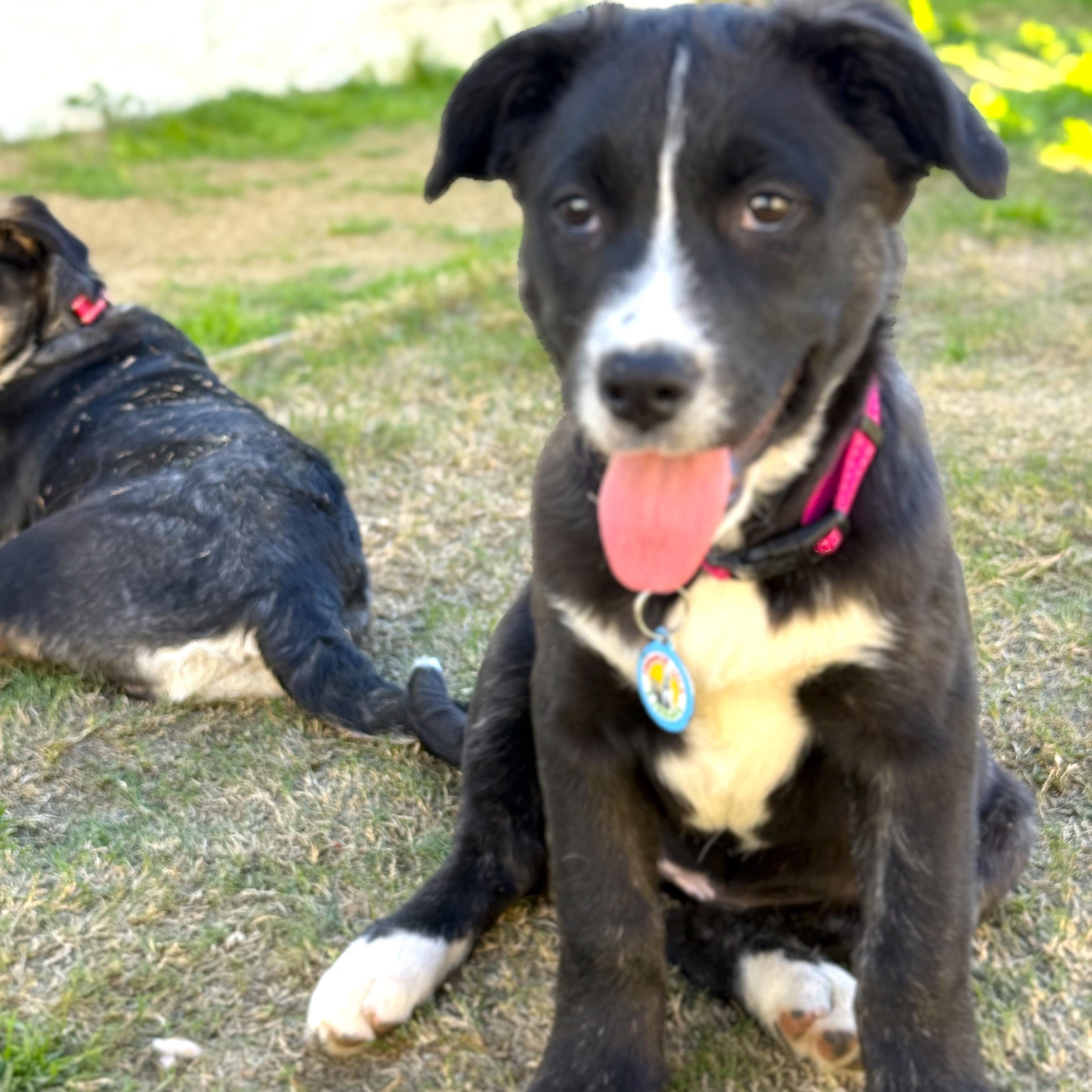 Enlarge KitKat, a ADOPTABLE mixed breed in Sun Valley, CA image 2/4