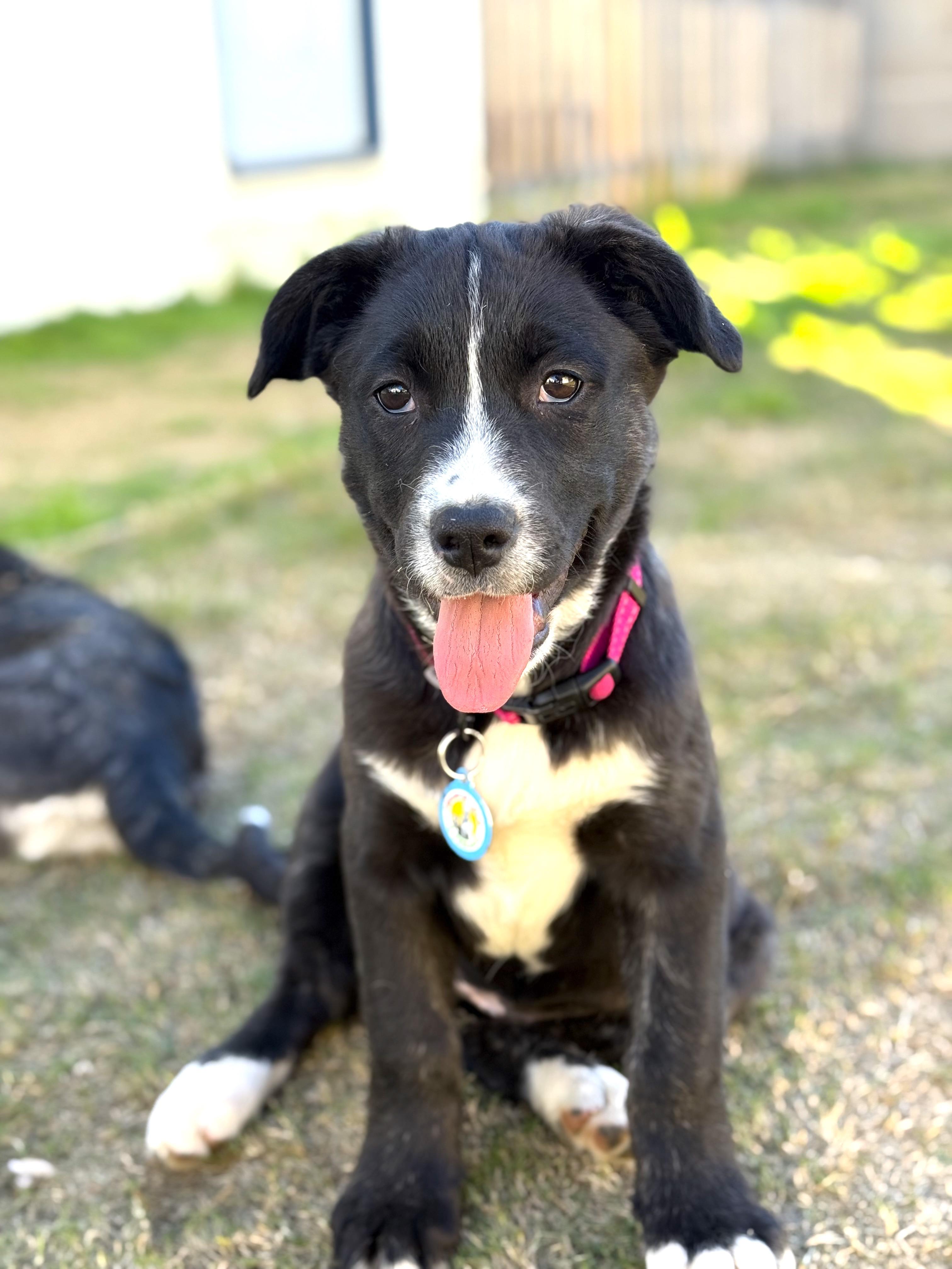 Enlarge KitKat, a ADOPTABLE mixed breed in Sun Valley, CA image 1/4