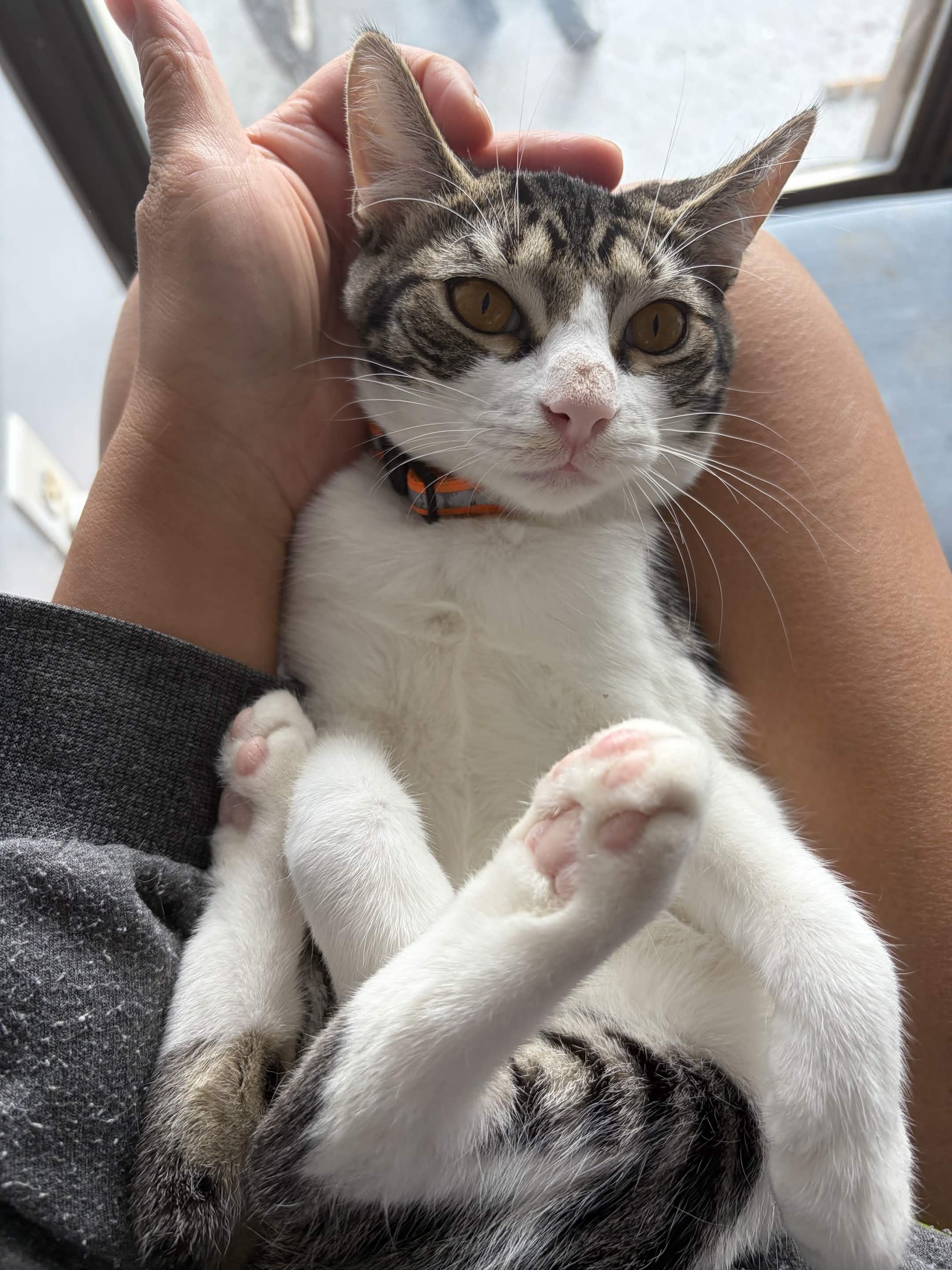 Enlarge Sparky, a Adoptable Domestic Short Hair in Weehawken, NJ image 6/6