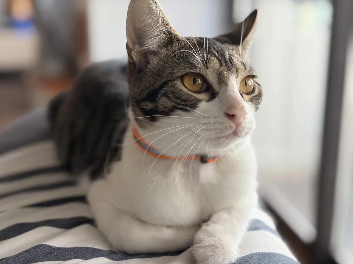 Enlarge Sparky, a Adoptable Domestic Short Hair in Weehawken, NJ image 5/6