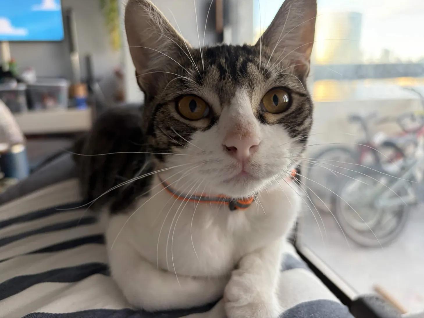 Enlarge Sparky, a Adoptable Domestic Short Hair in Weehawken, NJ image 2/6
