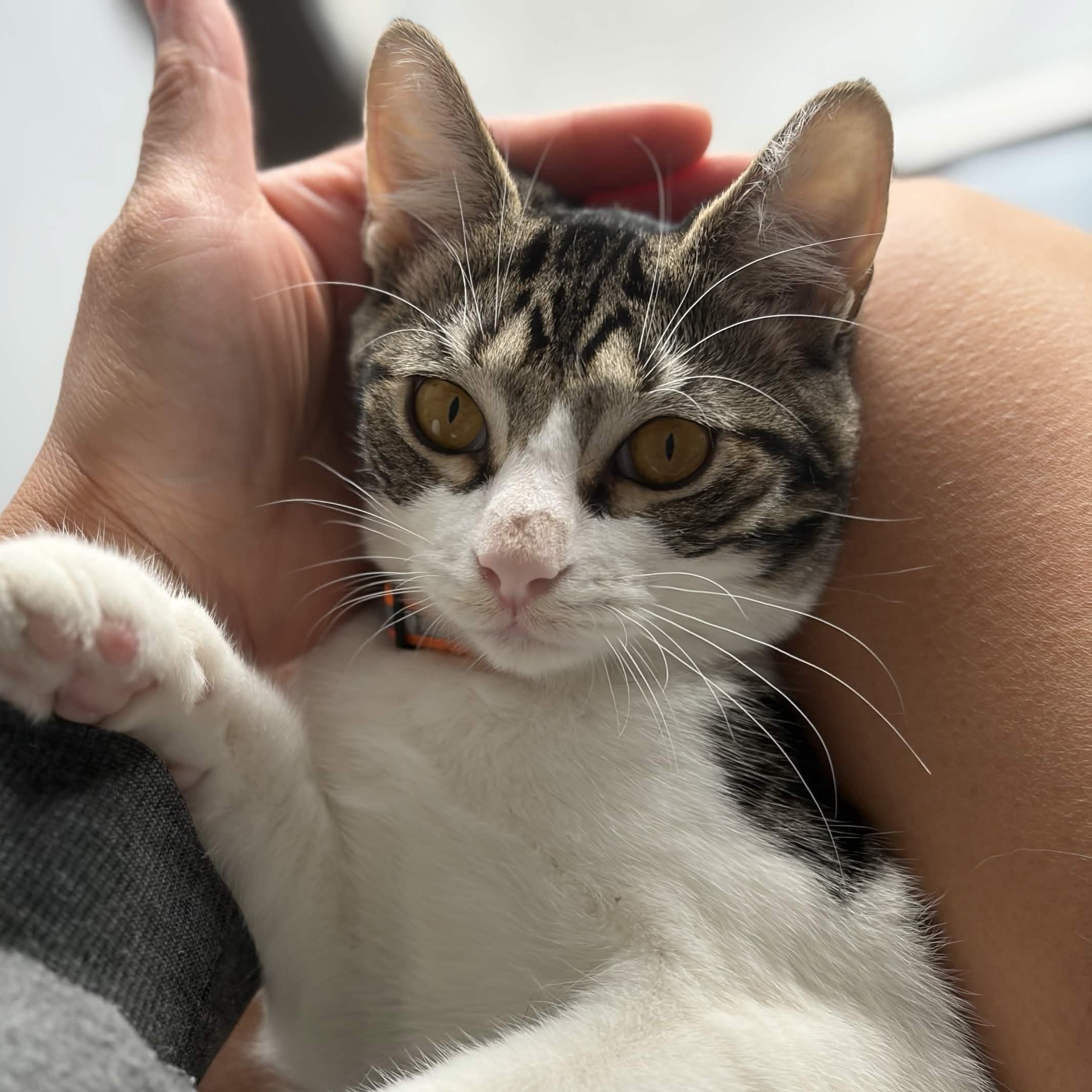 Sparky, Adoptable, Kitten Female Domestic Short Hair.
