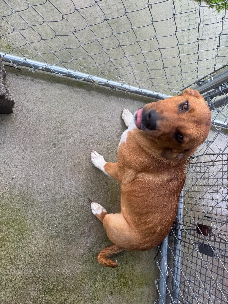 Enlarge Goldie - Available, a Adoptable mixed breed in Chickamauga , GA image 1/6