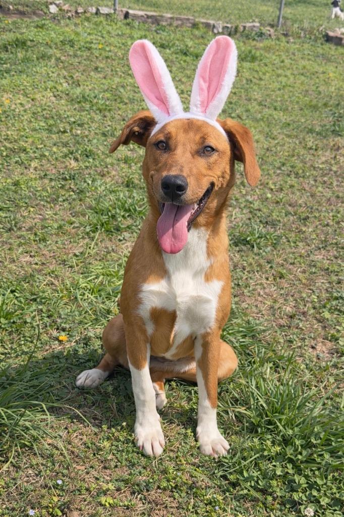 Enlarge Goldie - Available, a Adoptable mixed breed in Chickamauga , GA image 2/6