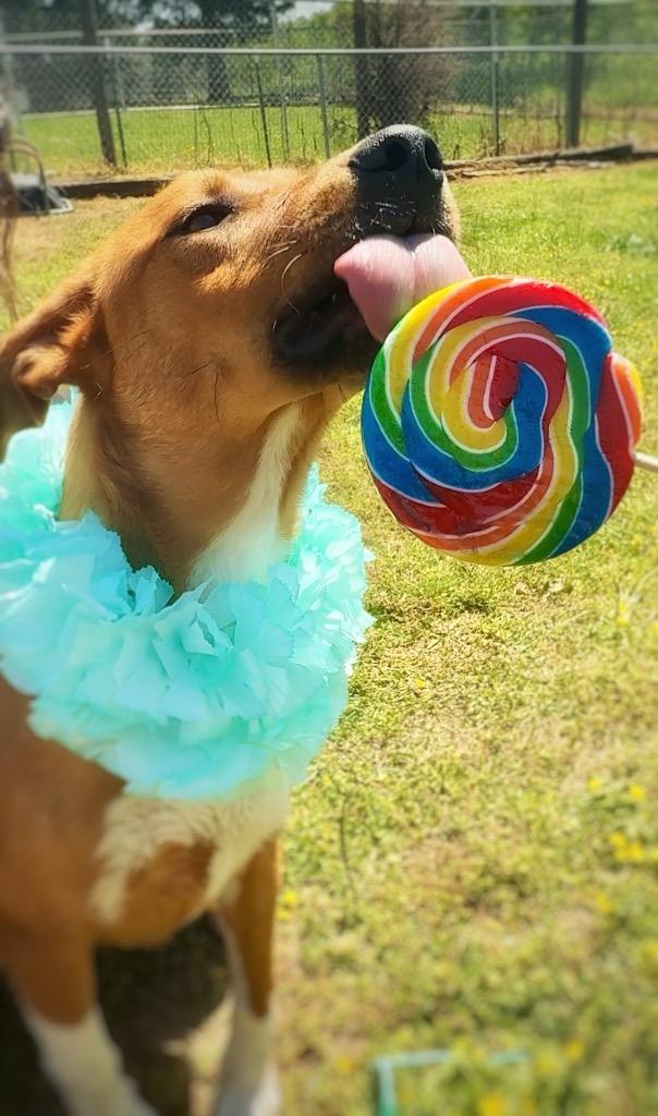 Enlarge Goldie - Available, a Adoptable mixed breed in Chickamauga , GA image 3/6