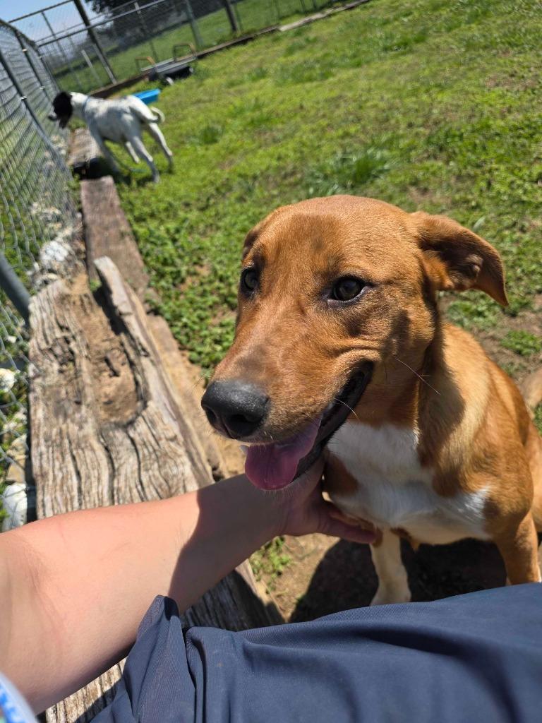 Enlarge Goldie - Available, a Adoptable mixed breed in Chickamauga , GA image 4/6