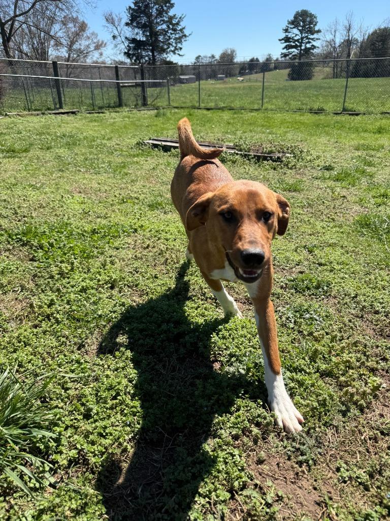 Enlarge Goldie - Available, a Adoptable mixed breed in Chickamauga , GA image 5/6