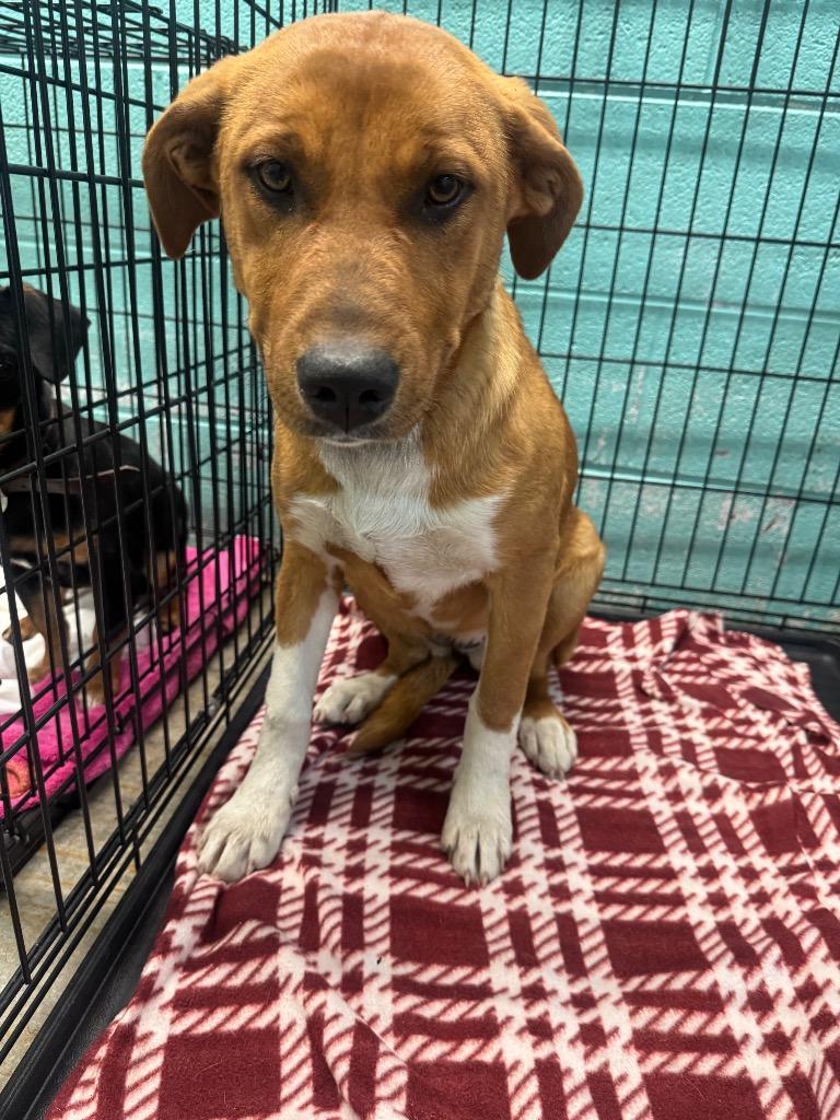 Enlarge Goldie - Available, a Adoptable mixed breed in Chickamauga , GA image 6/6