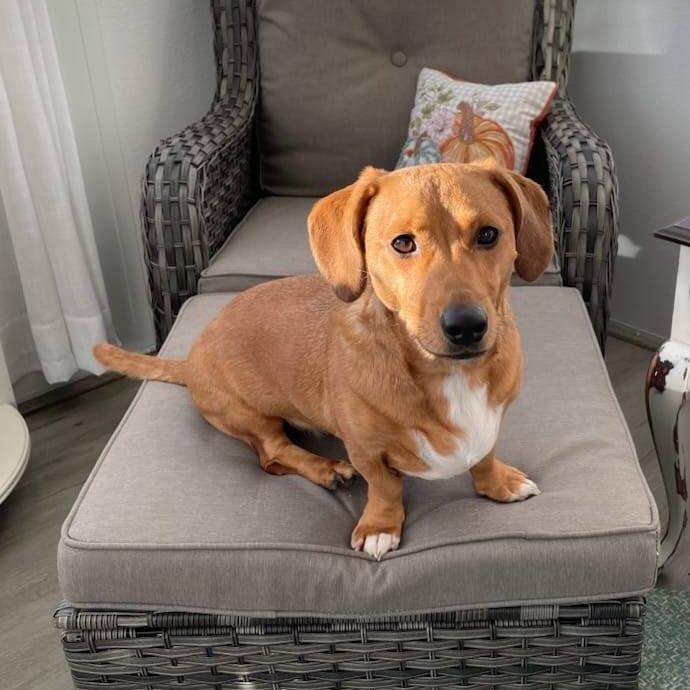 Possum, Adoptable, Adult Male Dachshund.