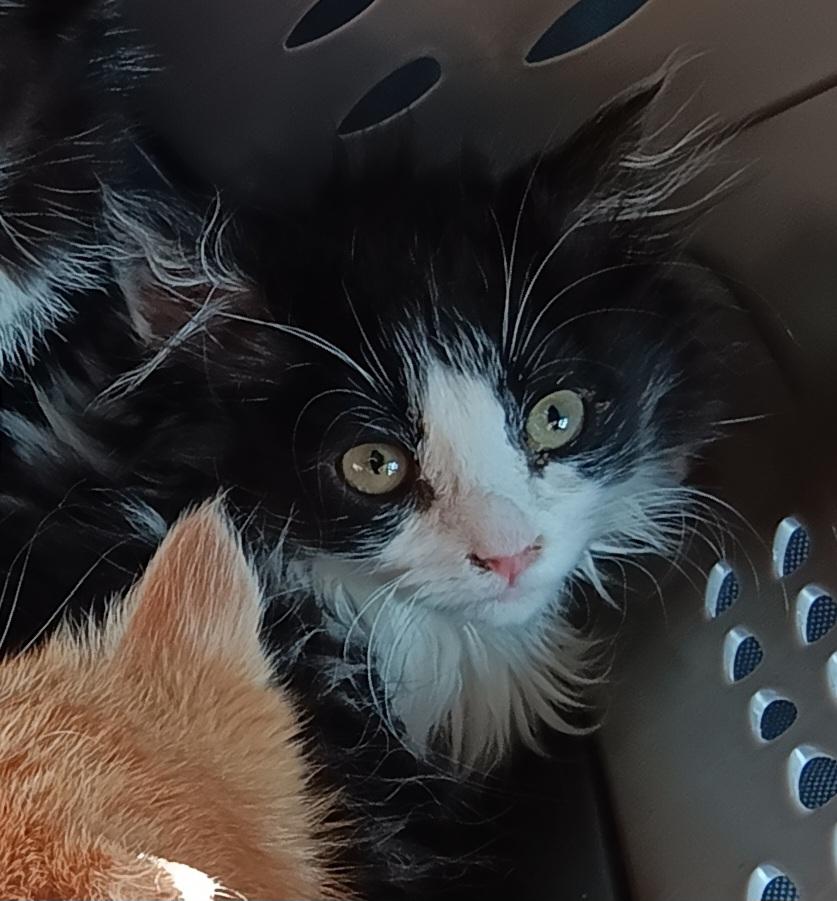 Nicci, an adoptable Domestic Long Hair in Monroeville, PA_image-1