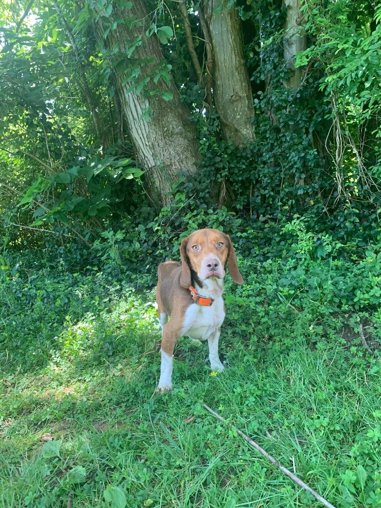 Darrell, ADOPTABLE, Adult Male Beagle.