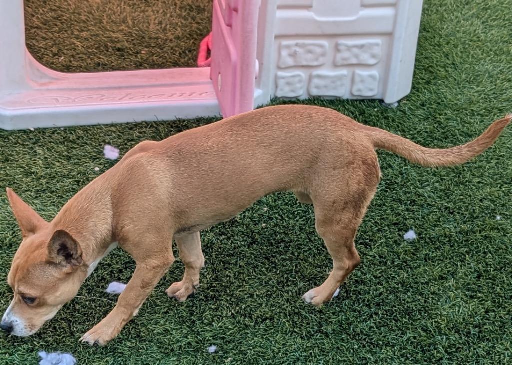 Caffè, a Adoptable mixed breed in Fort Myers, FL image 1/4