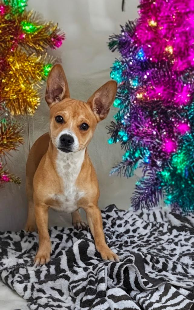 Caffè, a Adoptable mixed breed in Fort Myers, FL image 2/4