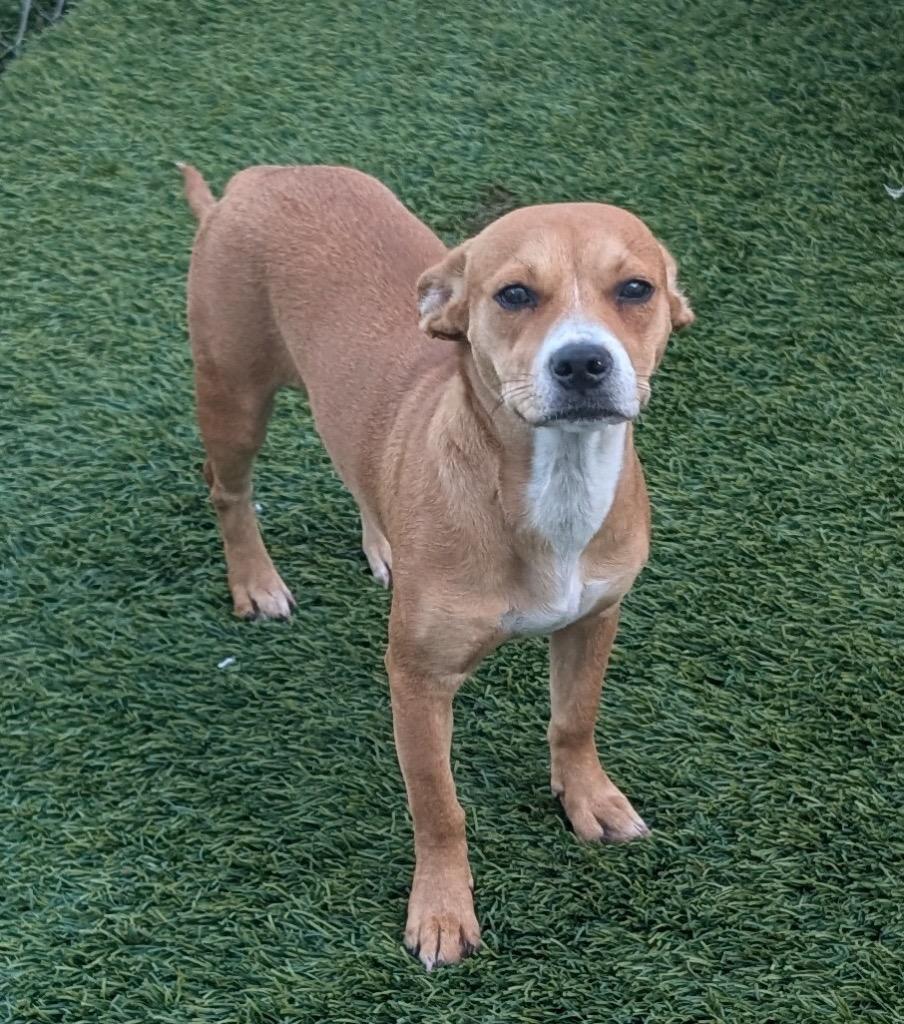 Caffè, a Adoptable mixed breed in Fort Myers, FL image 3/4