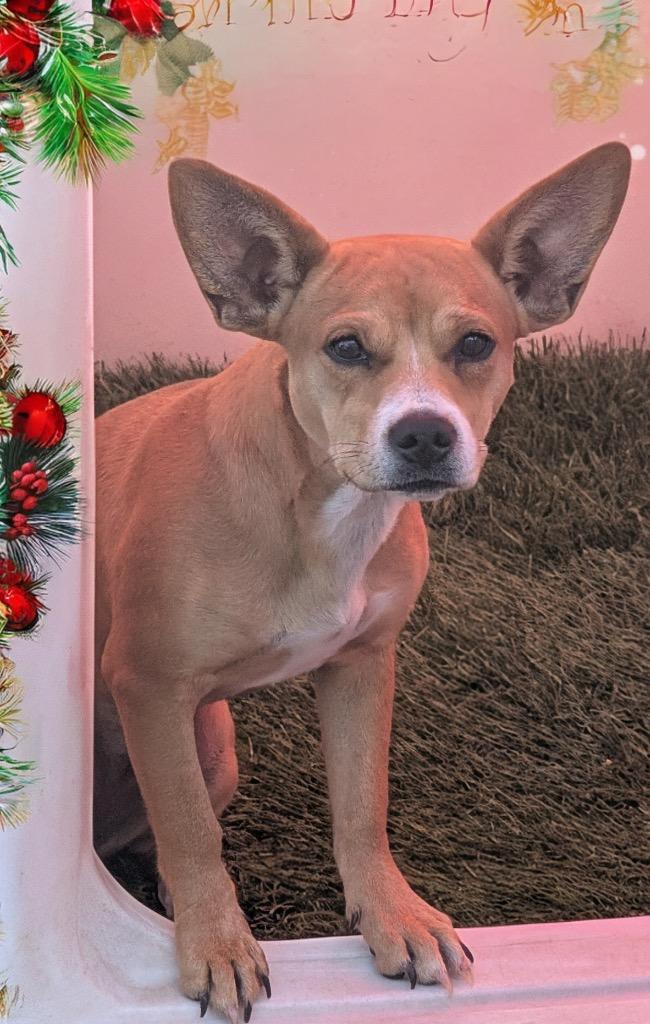 Caffè, a Adoptable mixed breed in Fort Myers, FL image 4/4