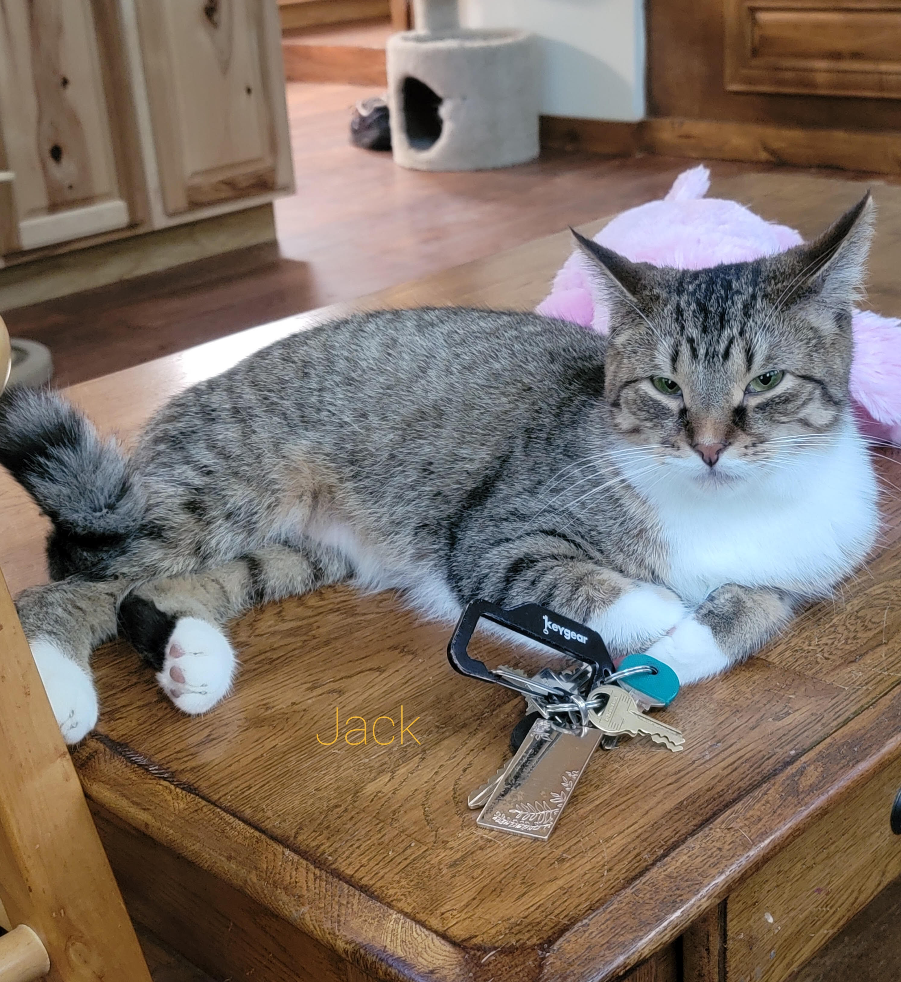 Jack, a Adoptable Domestic Short Hair in Midland, MI image 1/2