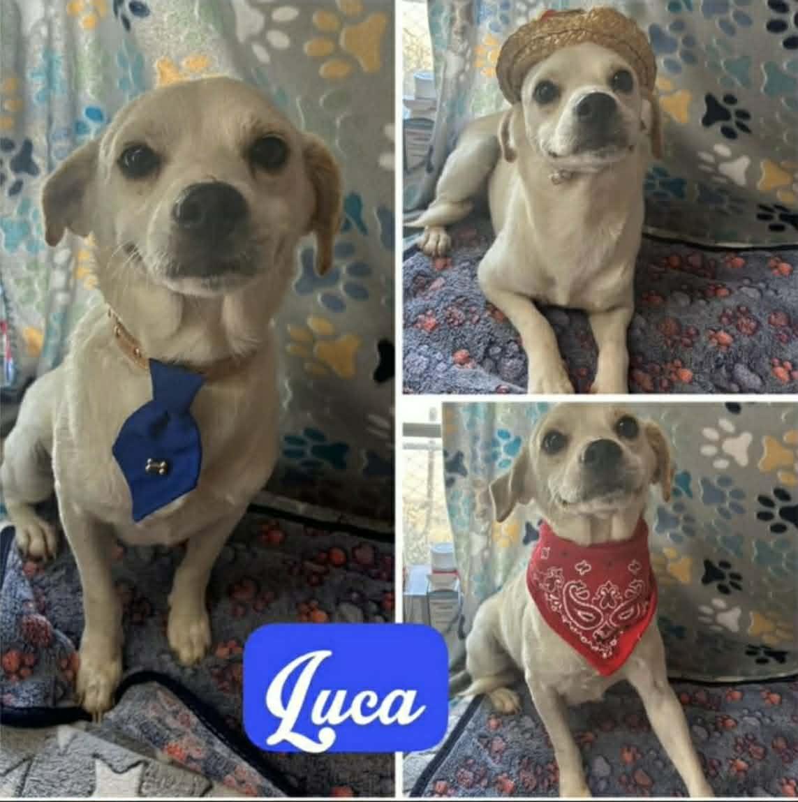 Enlarge Lucio (Luca), a Adoptable Chihuahua in Minneapolis, MN image 1/1