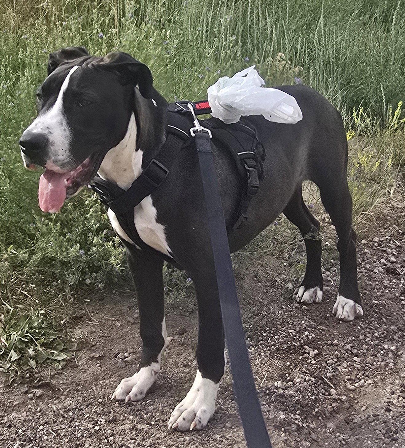 Enlarge Liam, a Adoptable mixed breed in Evergreen, CO image 1/3