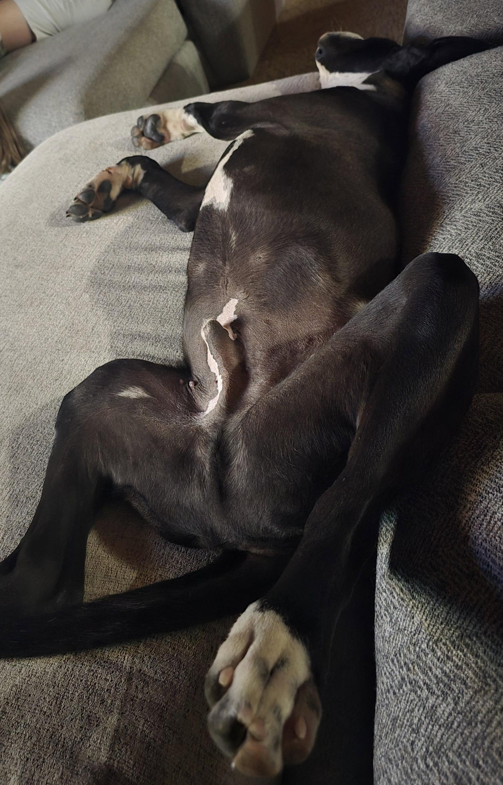 Enlarge Liam, a Adoptable mixed breed in Evergreen, CO image 2/3