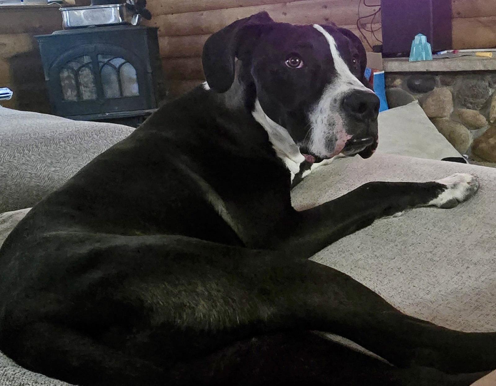Enlarge Liam, a Adoptable mixed breed in Evergreen, CO image 3/3