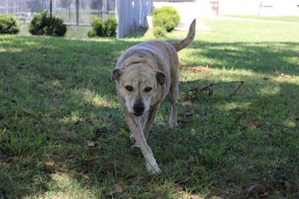 Phoebe, Adoptable, Adult Female Hound & Mixed Breed.