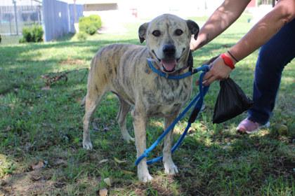 Enlarge Phoebe, a Adoptable mixed breed in Kansas City, MO image 2/3