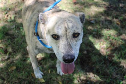 Enlarge Phoebe, a Adoptable mixed breed in Kansas City, MO image 3/3
