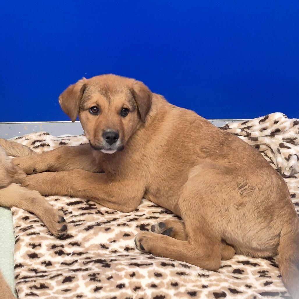 Enlarge Butter, a Adoptable Mixed Breed in Drumheller, AB image 1/1